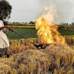 पराली जलाने पर कार्रवाई, करनाल के खेत में किसान