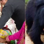 Pithoragarh Bear Attack — भालू के हमले में घायल महिला
