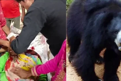 Pithoragarh Bear Attack — भालू के हमले में घायल महिला