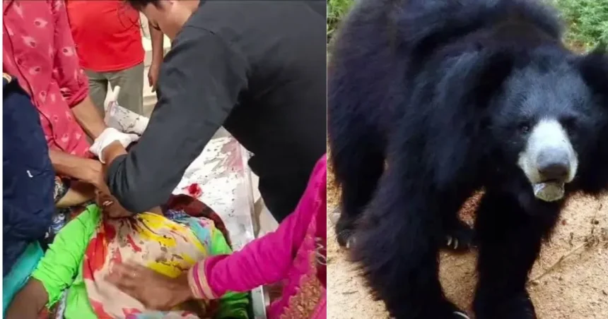 Pithoragarh Bear Attack — भालू के हमले में घायल महिला
