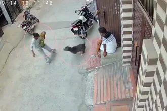 सोनीपत पिटबुल हमला में घायल हुआ मासूम बच्चा